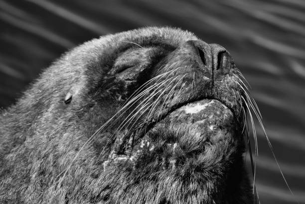 istock Patagonian sea lion sunbathing 1525339798