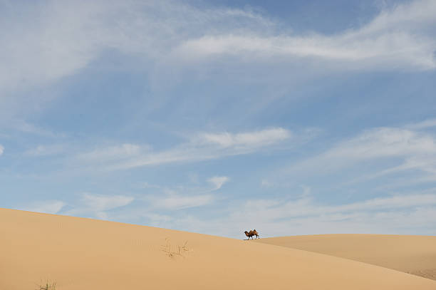 Camel walking on sand dunes stock photo