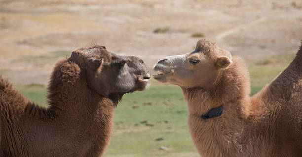 Two camels stock photo