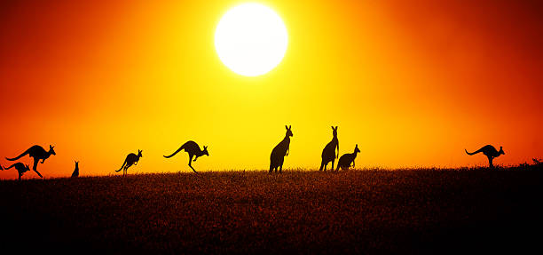 canguro al tramonto - kangaroo animal australia outback foto e immagini stock