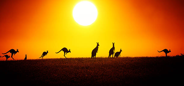 kangur na zachód słońca - kangaroo animal australia outback zdjęcia i obrazy z banku zdjęć
