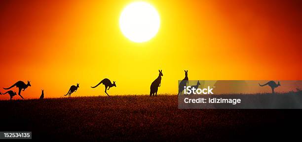 Kangur Na Zachód Słońca - zdjęcia stockowe i więcej obrazów Zachód słońca - Zachód słońca, Australia, Kangur