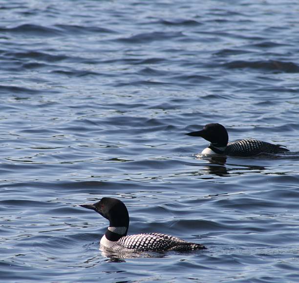 istock Male Loons swimming in a lake 152534366