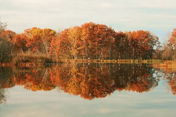 Fall color of an island of trees reflecting on a lake.