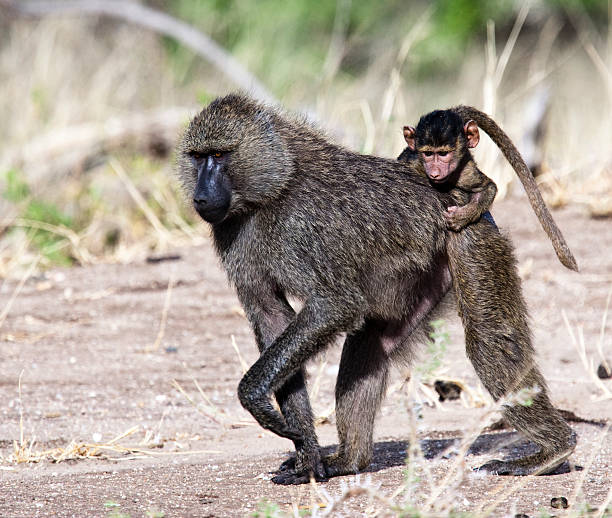 istock baboon mother and her baby 152534480