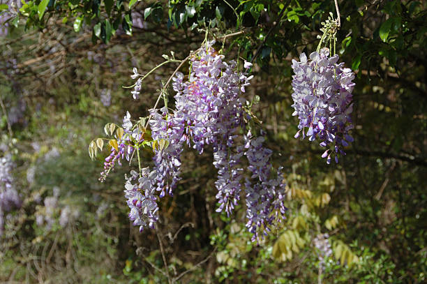 American Wisteria (W. frutescens) Found here at the side of a Georgia road. wisteria frutescens stock pictures, royalty-free photos & images