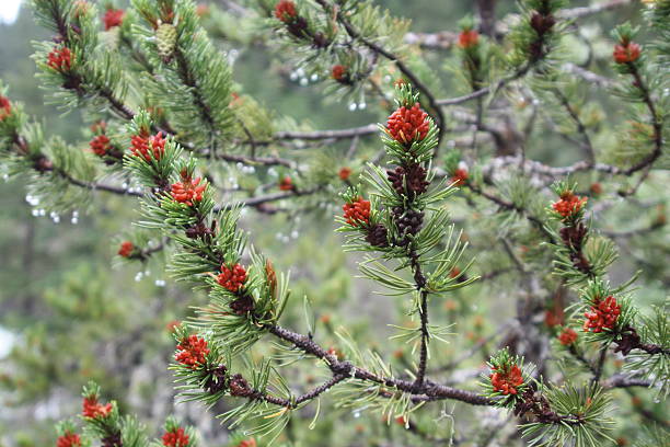 Buds on Canadian Pine Tree stock photo