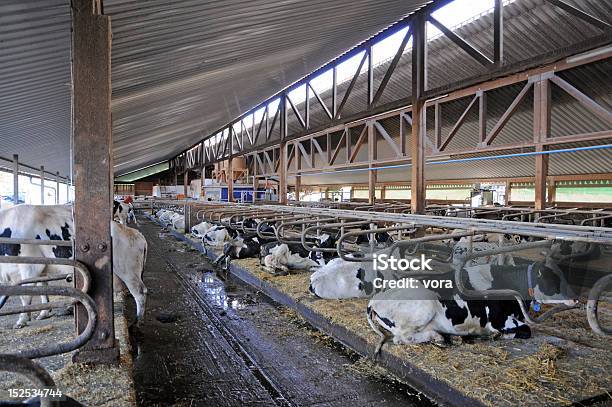 Cowshed Foto de stock y más banco de imágenes de Agricultura - Agricultura, Animal, Animal doméstico