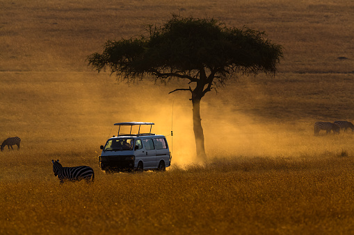 Safari Vehicle driving. Plains Zebras Grazing in Wildlife. Acacia Tree.