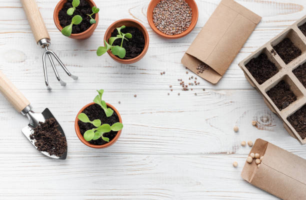 istock Gardening concept, planting at home 1525348599