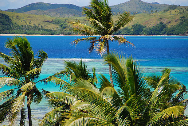 Coconut palm, water and sky
