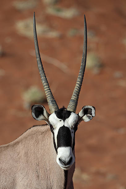 istock Gemsbok oryx in red desert dunes 152535290