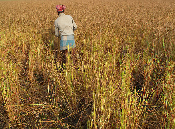 istock rice harvesting in Bangladesh 152535435