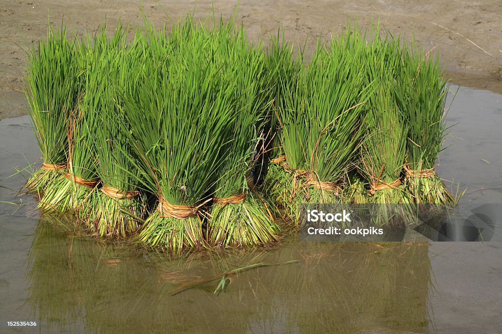 rice planting in Bangladesh New shoots of rice, bunched together in preparation for planting in Bangladesh. Rice is the staple food for Bangladesh. Asia Stock Photo