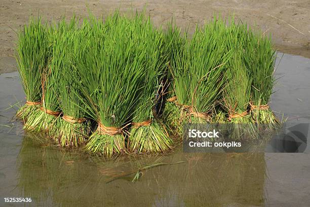Rice Planting In Bangladesh Stock Photo - Download Image Now - Asia, Bangladesh, Bunch