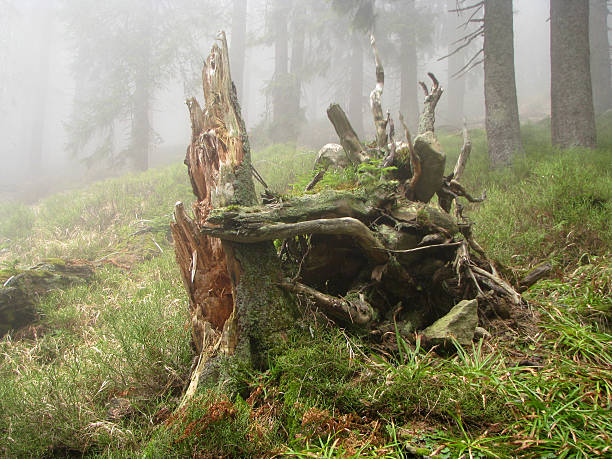 Backwoods. stock photo