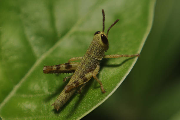 istock Grasshopper on the leaf  in the garden 1525356552