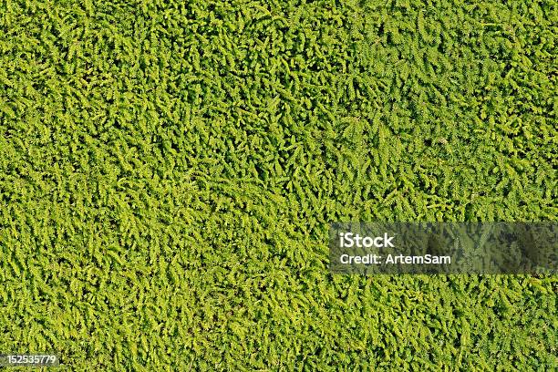Firtree Branches Background Stock Photo - Download Image Now - Backgrounds, Branch - Plant Part, Fir Tree