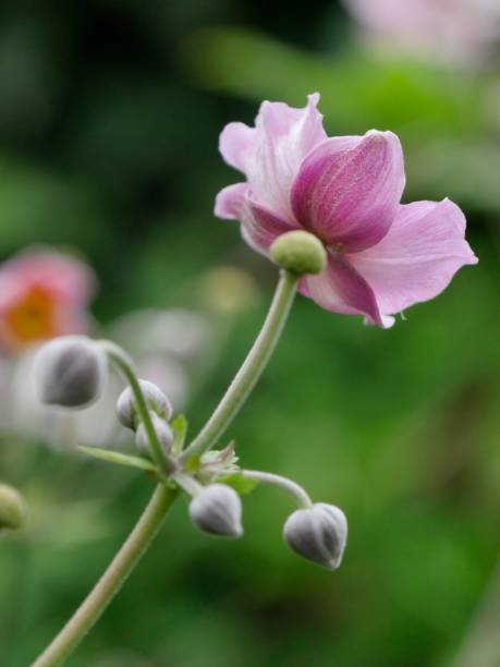 istock Anemone japonica 1525359820