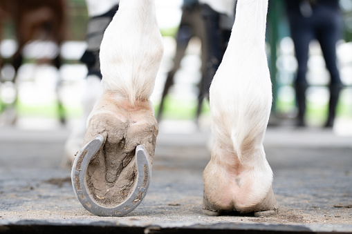 Hand of anonymous man using brush to smear wax on hoof of white horse on ranch