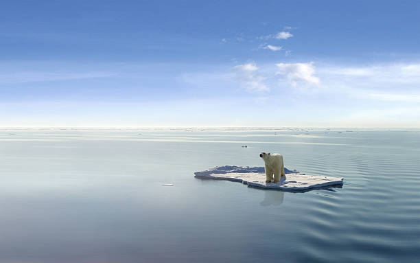 Climate Change Polar bear on an ice floe polar climate stock pictures, royalty-free photos & images