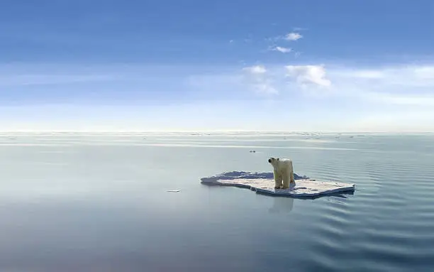 Polar bear on an ice floe