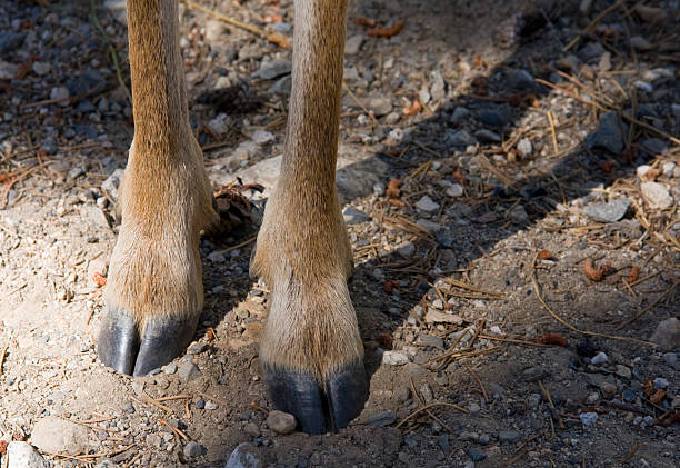 Deer Legs Close-up of the legs of a Mule Deer (Odocoileus hemionus) hoof stock pictures, royalty-free photos & images