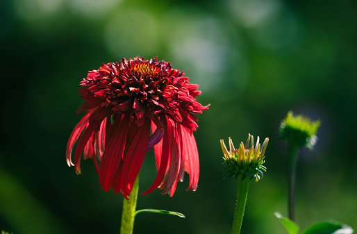 Behold the vibrant allure of the red Echinacea, showcasing nature's exquisite masterpiece. Its scarlet petals gracefully unfurl, revealing a captivating display of color and texture. This magnificent flower, known for its medicinal properties, stands as a testament to the beauty and resilience found in the natural world.