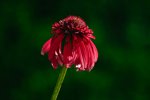 Behold the vibrant allure of the red Echinacea, showcasing nature's exquisite masterpiece. Its scarlet petals gracefully unfurl, revealing a captivating display of color and texture. This magnificent flower, known for its medicinal properties, stands as a testament to the beauty and resilience found in the natural world.