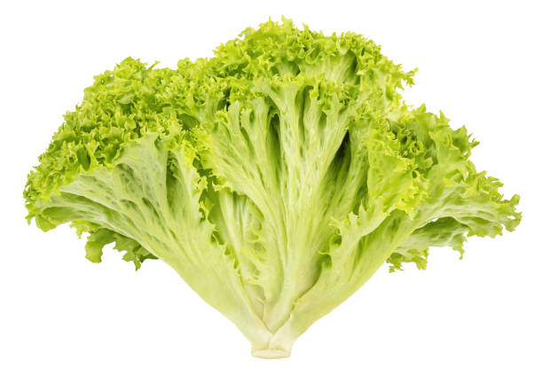 istock Green, fresh lettuce isolated on white background 1525363158