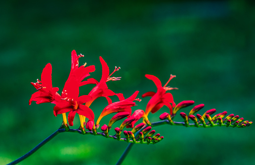 Close up of a Lucifer Crocosmia flower growing in a Cape Cod garden