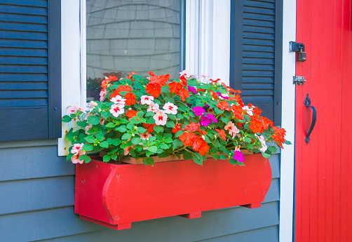 Multicolored impatiens flowers grow in a window box on a garden shed in a Cape Cod backyard.