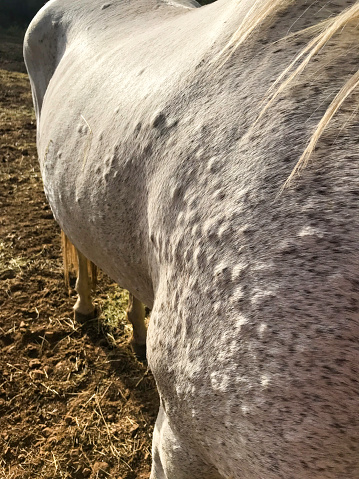 Some horses show strong allergic reactions to mosquito bites when moved to new pasture.