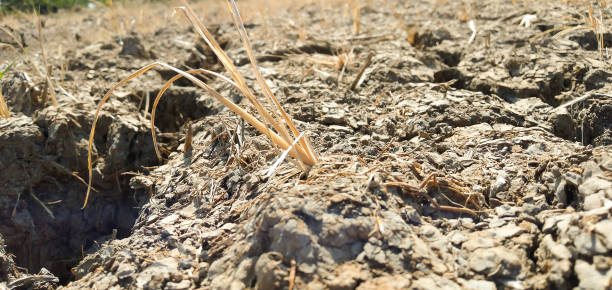 istock Close up dead grass and cracked soil 1525364879