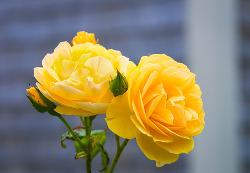 Beautiful yellow roses grow in a Cape Cod garden on a July morning.