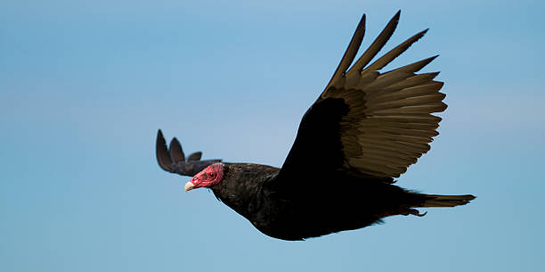 istock Turkey Vulture on the Wing 152536502