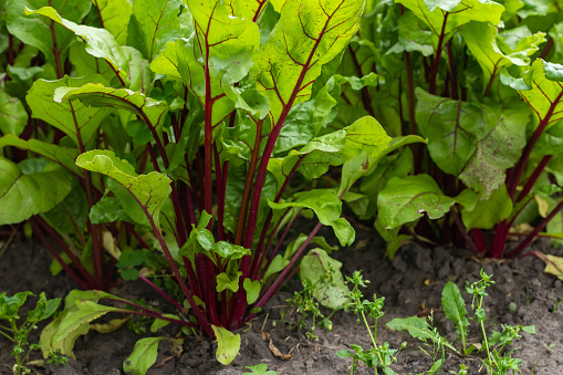 Young fresh beet leaves. Beetroot plants in a row from a close distance.
