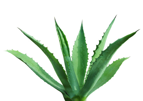 Green agave, a cactus on a white background.