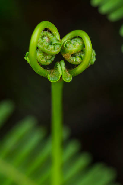 istock Flower buds are blooming in nature 1525367756