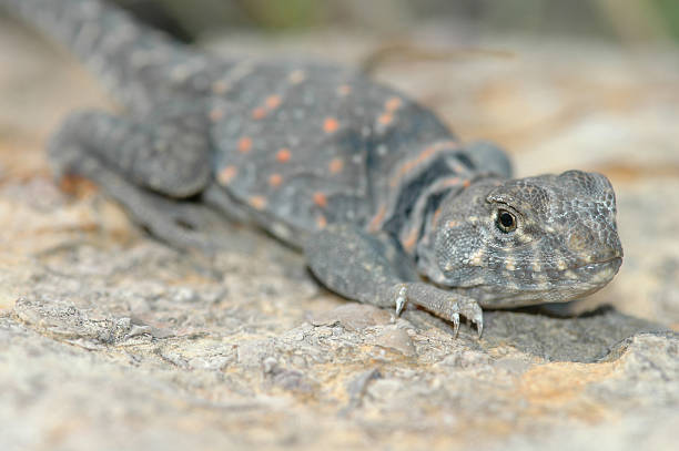 coloard под ящерицу - lizard collared lizard reptile animal стоковые фото и изображения