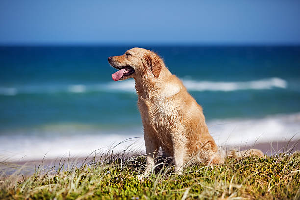 istock Golden retriever sitting and watching the beach 152537094