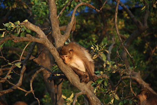 The monkey sits in the tree with drowsiness. he wants to sleep.