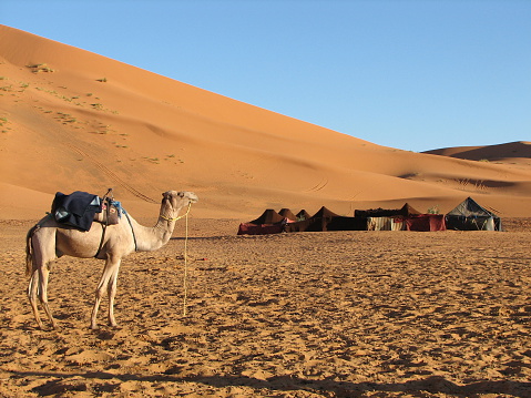 Camel caravan going through the Sahara desert in Morocco at sunset