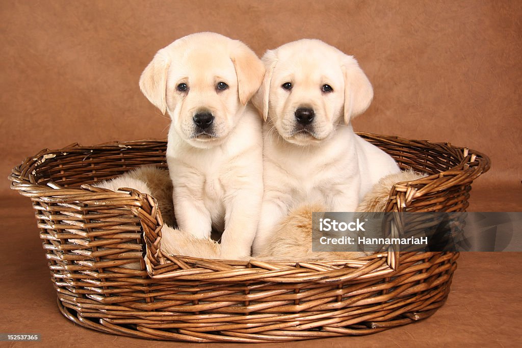 Two lab puppies Two yellow lab puppies in their basket. Yellow Labrador Retriever Stock Photo