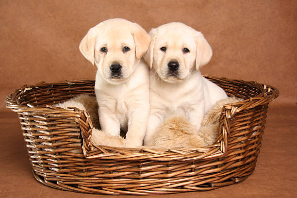 Two lab puppies Two yellow lab puppies in their basket. yellow labrador stock pictures, royalty-free photos & images