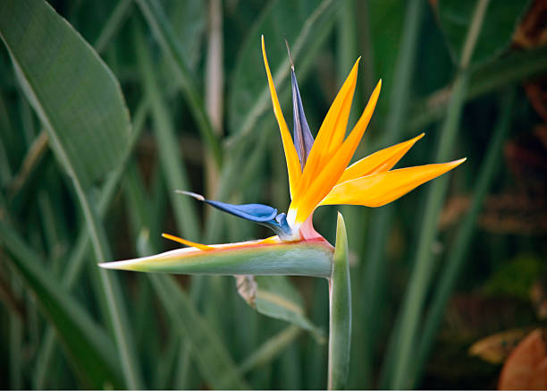 Vivid colors of blue, orange, red, yellow with a crown like that of a preening bird is the bird of paradise flower. Close-up, shallow DOF, horizontal, nobody.