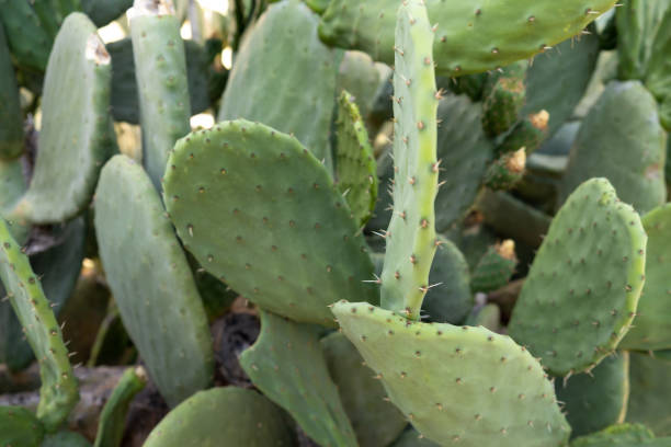 istock Green plant cactus with spines and dried flowers. 1525374887