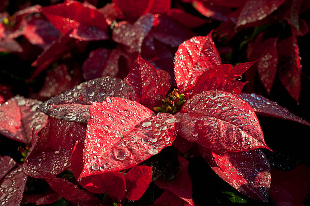 istock Morning Fresh Poinsettia 152537613