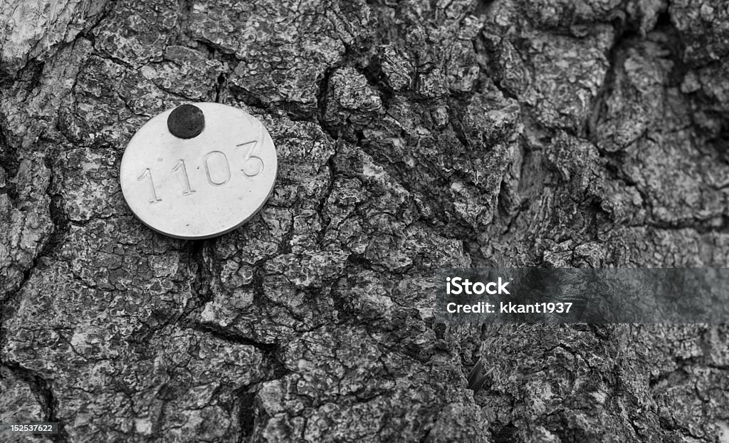 Monochrome Tree Marker A metal tree marker on an oak tree in balck and white Black And White Stock Photo