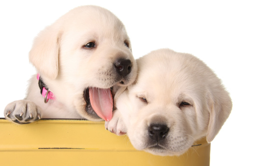 Funny labrador puppies in a yellow container.